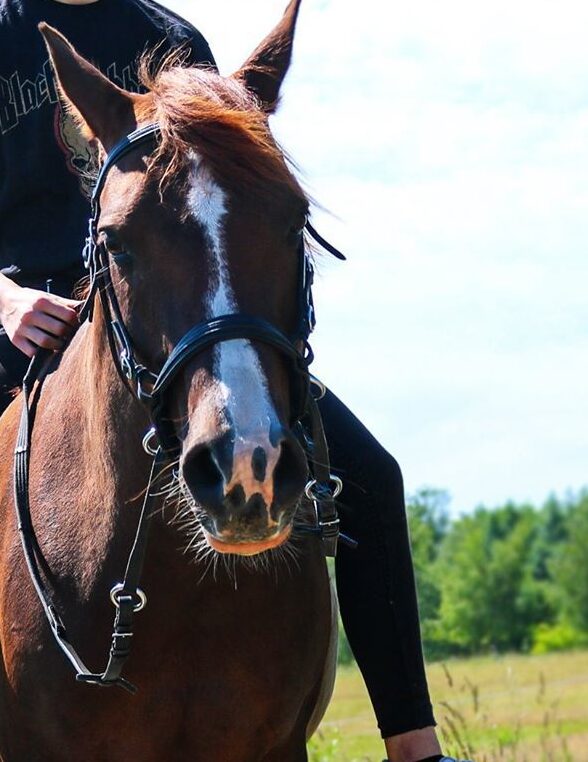Rideterapi hest
