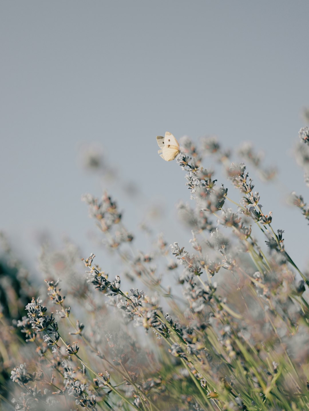 Photo by Aaron Burden A butterfly lands on lavender.